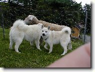 Norsk Buhund