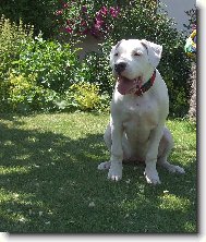 Dogo Argentino \(Dog standard\)