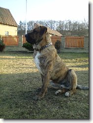 Fila Brasileiro