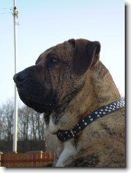 Fila Brasileiro
