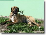 Fila Brasileiro
