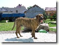 Fila Brasileiro