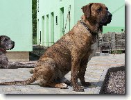 Fila Brasileiro