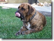 Fila Brasileiro