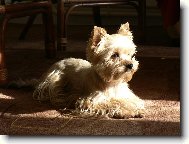 Jorkšírský terier, Yorkshire Terrier,