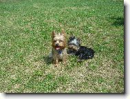 Jorkšírský terier, Yorkshire Terrier,