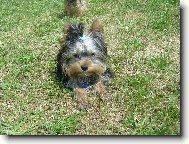 Jorkšírský terier, Yorkshire Terrier,