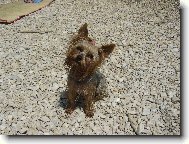 Jorkšírský terier, Yorkshire Terrier,