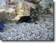 Jorkšírský terier, Yorkshire Terrier,
