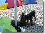 Jorkšírský terier, Yorkshire Terrier,