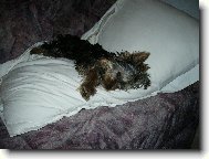 Jorkšírský terier, Yorkshire Terrier,