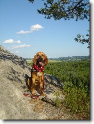 Bloodhound \(Dog standard\)