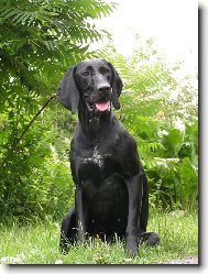 German shorthaired pointing dog \(Dog standard\)