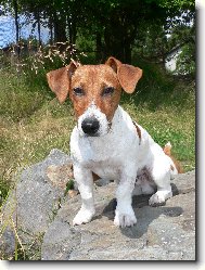 Jack Russell Terrier