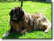 Caucasian shepherd \(Dog standard\)