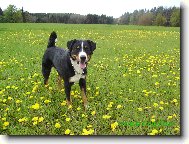 Appenzeller Sennenhund