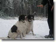 Kleiner Münsterlander, Small Munsterlander