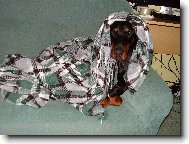 Dobermann, Doberman
