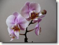 Phalaenopsis