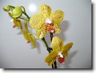 Phalaenopsis