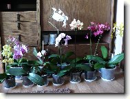 Phalaenopsis