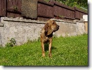Fila Brasileiro