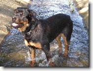 Rottweiler