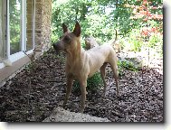 Thailand-Ridgeback