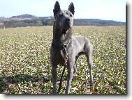 Thailand-Ridgeback