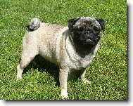 Pug