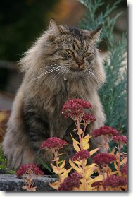 Siberian \(Cat\)