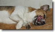 Jack Russell Terrier