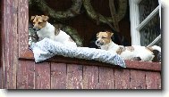Jack Russell Terrier