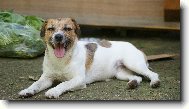 Jack Russell Terrier