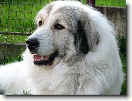 Pyrenean mountain dog \(Dog standard\)