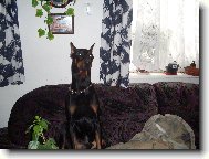 Dobermann, Doberman