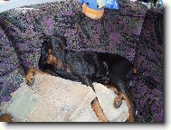 Dobermann, Doberman