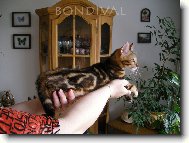 Bengal \(Cat\)