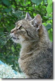 European Shorthair Cat