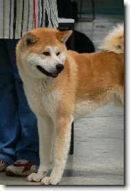 Japanese akita \(Dog standard\)