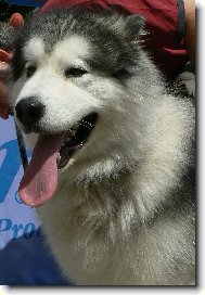 Alaskan Malamute