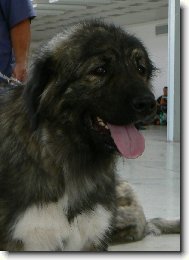 Caucasian shepherd \(Dog standard\)