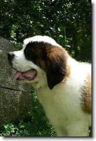 Saint Bernard \(Dog standard\)