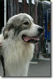 Pyrenean mountain dog \(Dog standard\)