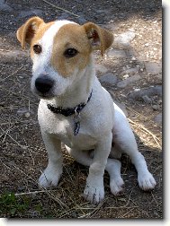 Jack Russell Terrier