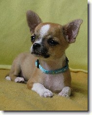 Chihuahua