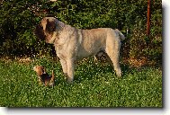 English Mastiff \(Dog standard\)