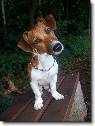 Jack Russell Terrier