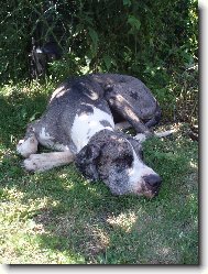 Deutsche Dogge