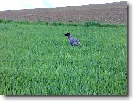 Czech Pointer, Bohemian wire-haired Pointing griffon